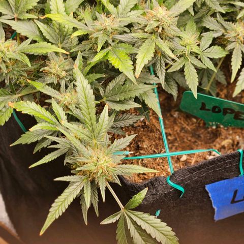 Chocolate mints og auto growlog timeline photo