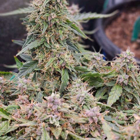 Chocolate mints og auto growlog timeline photo