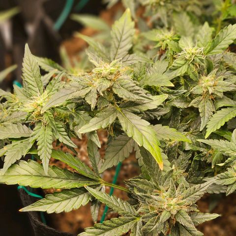 Chocolate mints og auto growlog timeline photo