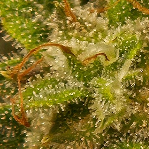 Chocolate mints og auto growlog photo: Lita and lope