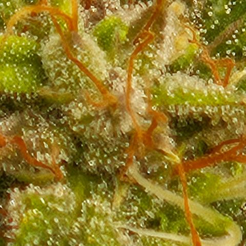 Chocolate mints og auto growlog photo: Lita and lope