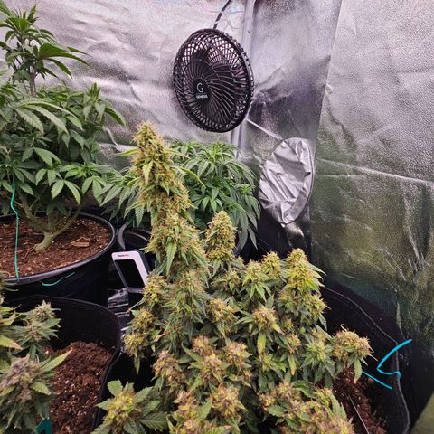 Chocolate mints og auto growlog timeline photo