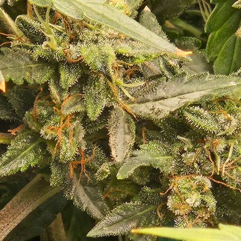 Chocolate mints og auto growlog timeline photo