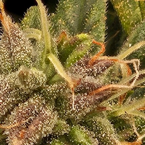 Chocolate mints og auto growlog photo: Choco and Doro are almost done 