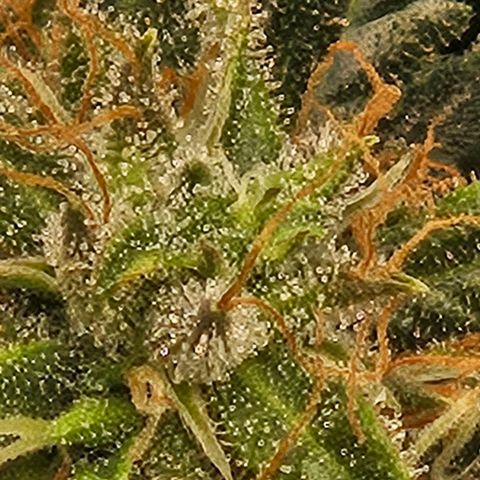 Chocolate mints og auto growlog photo: Lita and lope