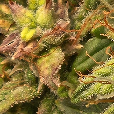 Chocolate mints og auto growlog photo: Choco and Doro 