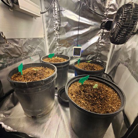 Red Velvet runtz  growlog timeline photo