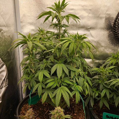 Shango church growlog photo: Day after trim and feed