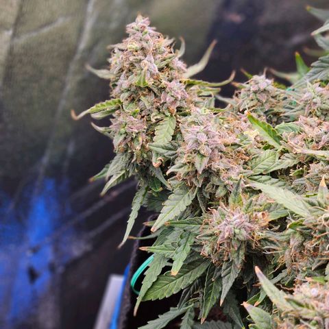 Chocolate mints og auto growlog timeline photo