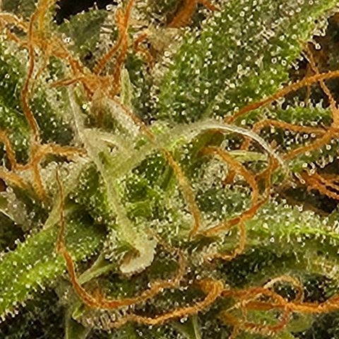 Chocolate mints og auto growlog photo: Lita and lope 