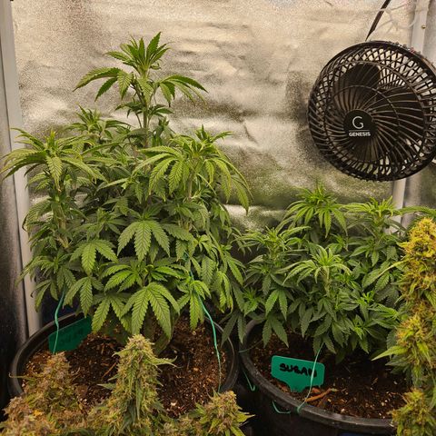 Shango church growlog photo: Day after trim and feed