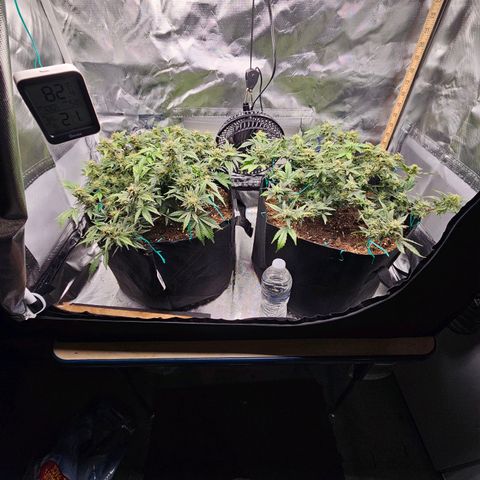 Chocolate mints og auto growlog photo: Lita and lope 