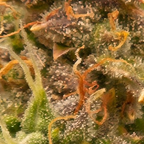 Chocolate mints og auto growlog photo: Choco and Doro 