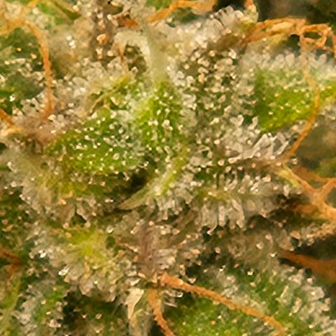 Chocolate mints og auto growlog photo: Lita and lope
