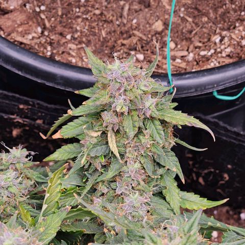 Chocolate mints og auto growlog timeline photo