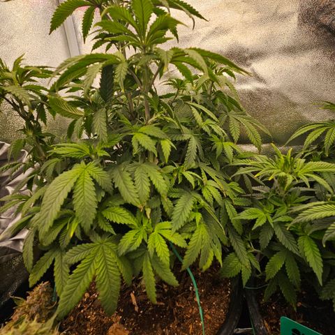 Shango church growlog photo: Man these girls are just soooo bushy 