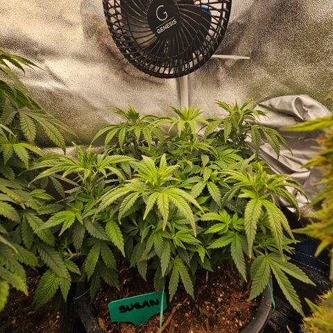 Shango church growlog photo: Man these girls are just soooo bushy 