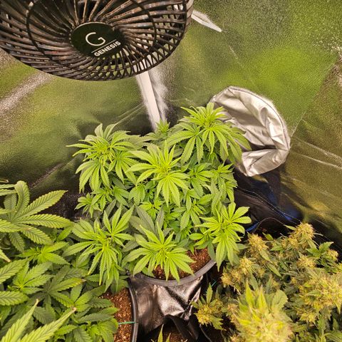 Shango church growlog photo: Man these girls are just soooo bushy 