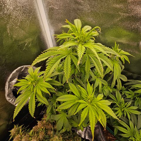 Shango church growlog photo: Man these girls are just soooo bushy 