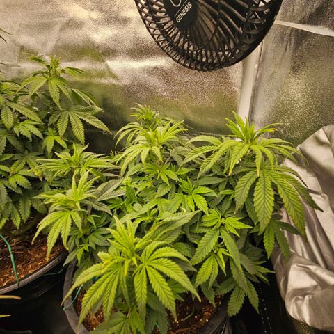 Shango church growlog photo: Man these girls are just soooo bushy 