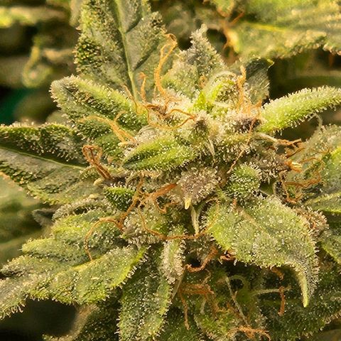 Chocolate mints og auto growlog timeline photo