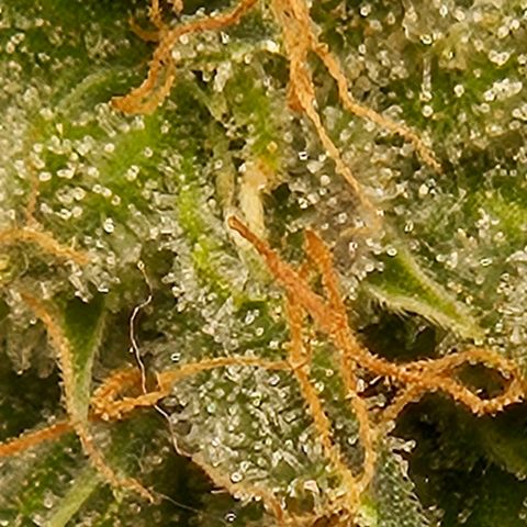 Chocolate mints og auto growlog photo: Lita and lope