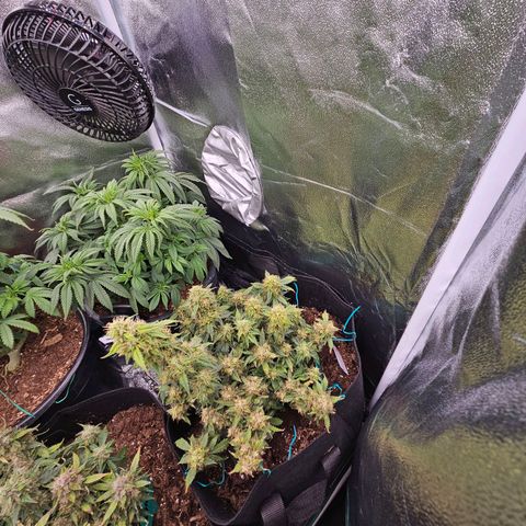 Chocolate mints og auto growlog timeline photo