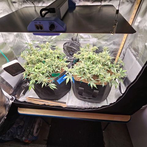Chocolate mints og auto growlog timeline photo