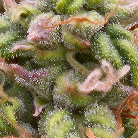 Chocolate mints og auto growlog timeline photo
