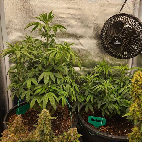 Shango church growlog timeline photo