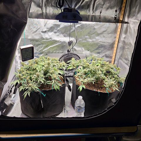 Chocolate mints og auto growlog photo: Lita and lope 