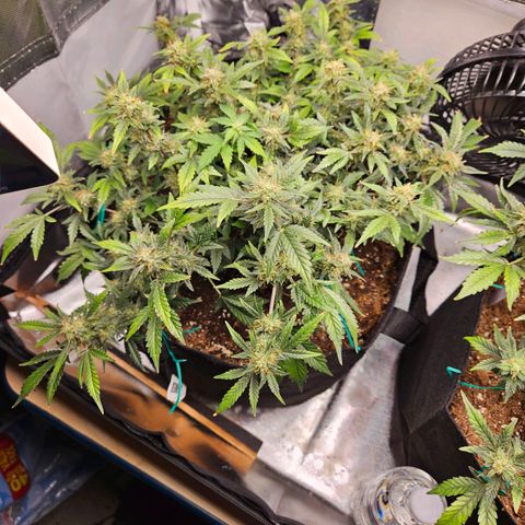 Chocolate mints og auto growlog photo: Lita and lope 