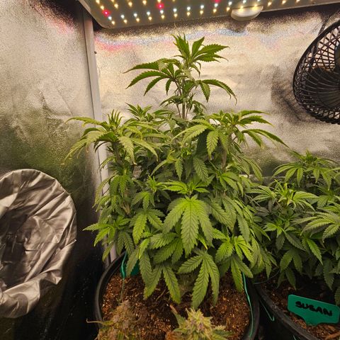 Shango church growlog photo: Man these girls are just soooo bushy 