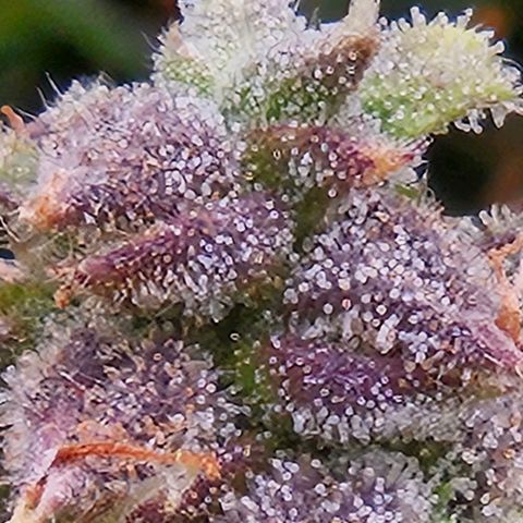 Chocolate mints og auto growlog timeline photo