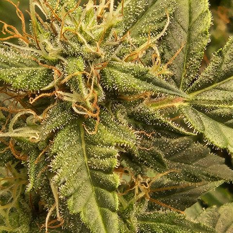 Chocolate mints og auto growlog timeline photo