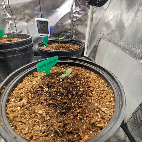 Red Velvet runtz  growlog timeline photo