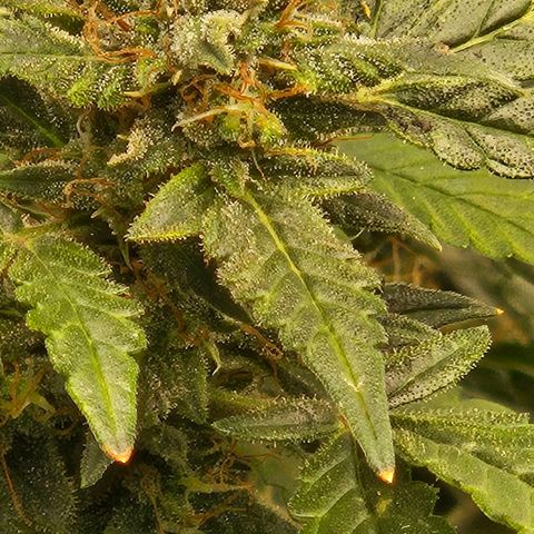 Chocolate mints og auto growlog timeline photo
