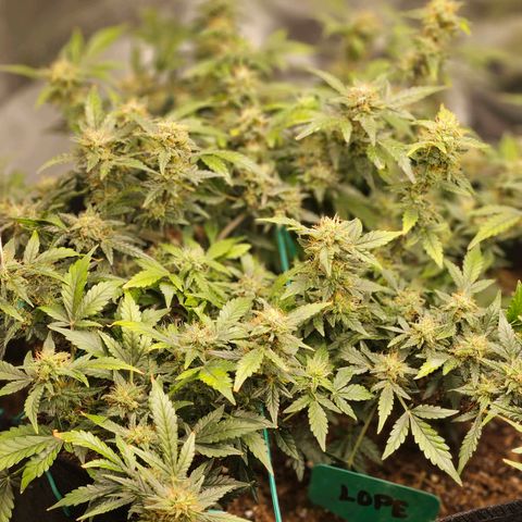 Chocolate mints og auto growlog timeline photo