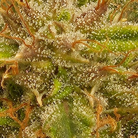 Chocolate mints og auto growlog photo: Lita and lope