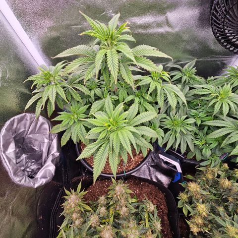 Shango church growlog timeline photo