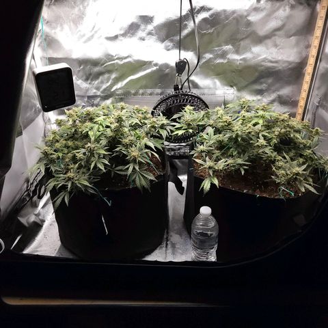 Chocolate mints og auto growlog photo: Lita and lope