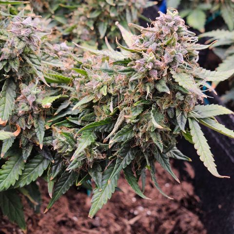 Chocolate mints og auto growlog timeline photo