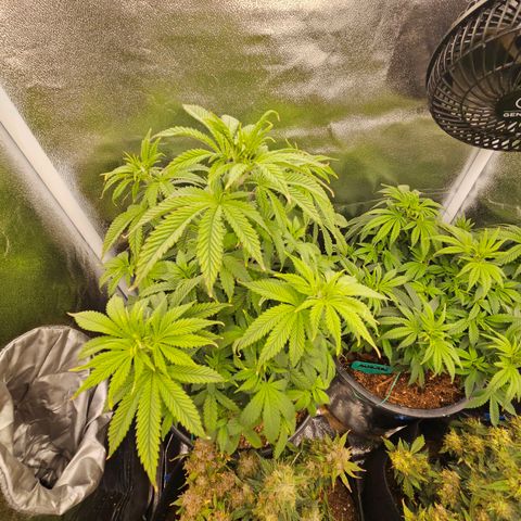 Shango church growlog photo: Man these girls are just soooo bushy 