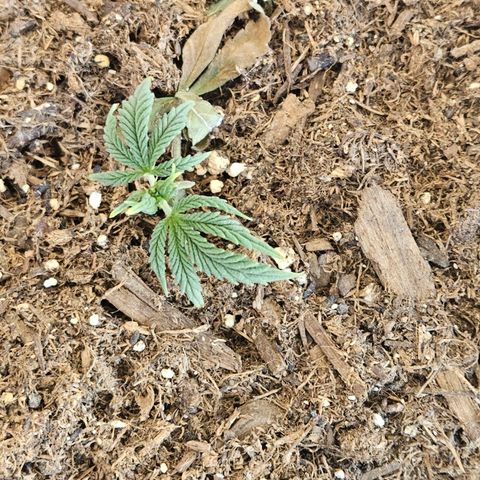 GREAT UNKNOWN  growlog photo: This is the long game.