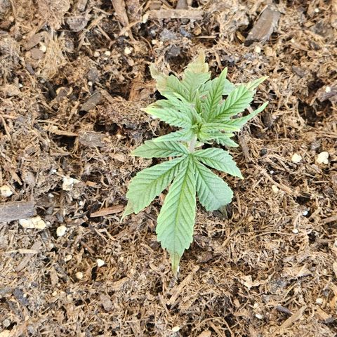 GREAT UNKNOWN  growlog photo: This is the long game.