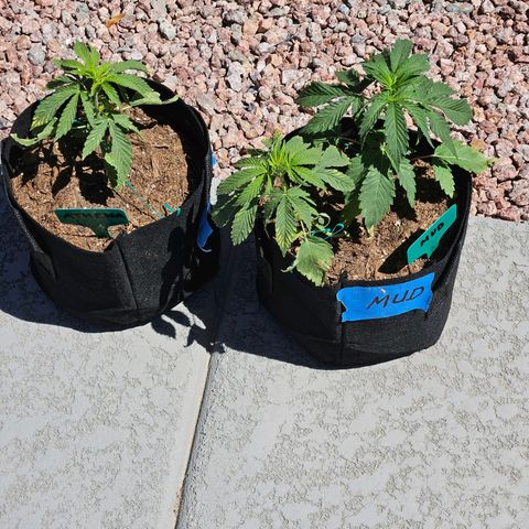 GREAT UNKNOWN  growlog photo: This is the long game.