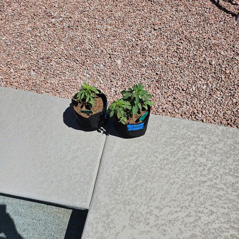 GREAT UNKNOWN  growlog photo: This is the long game.