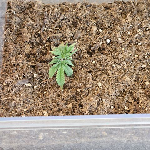 GREAT UNKNOWN  growlog photo: This is the long game.