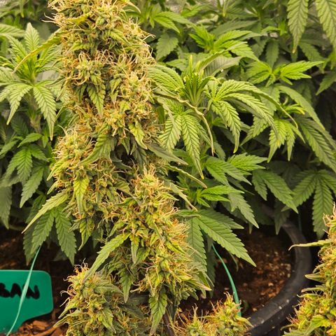 Chocolate mints og auto growlog timeline photo