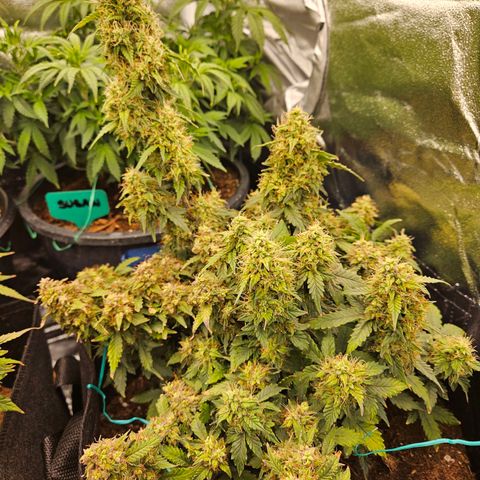 Chocolate mints og auto growlog timeline photo